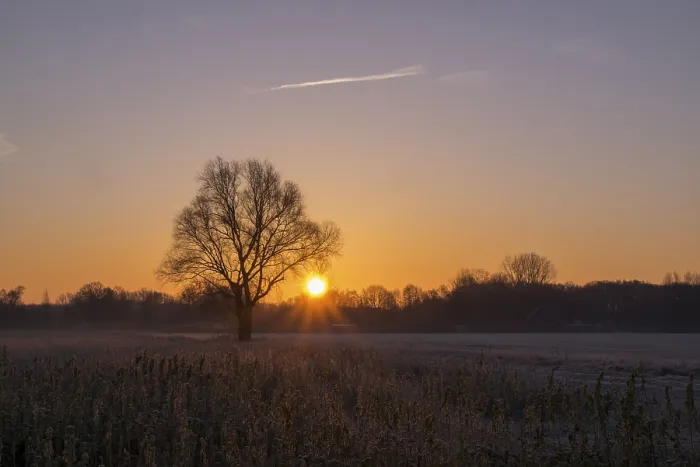 Framed Print : A single tree in a field at sunrise