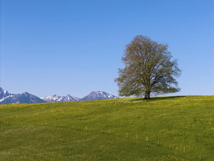 Framed Print : Single tree on a green meadow in front of snow-covered mountains under a clear sky