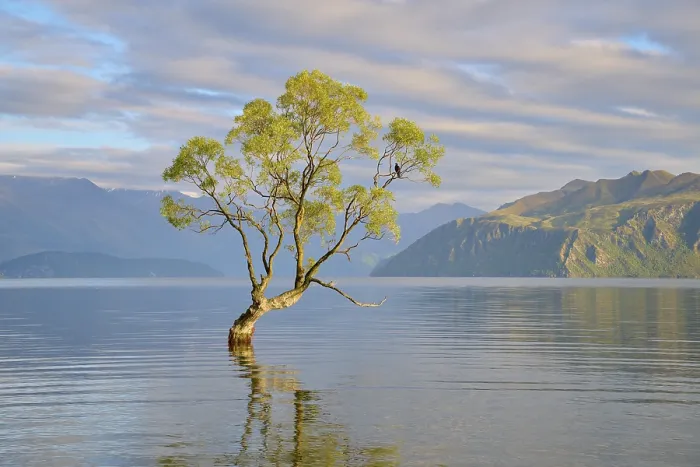 Framed Print : Single tree in the lake gently reflected