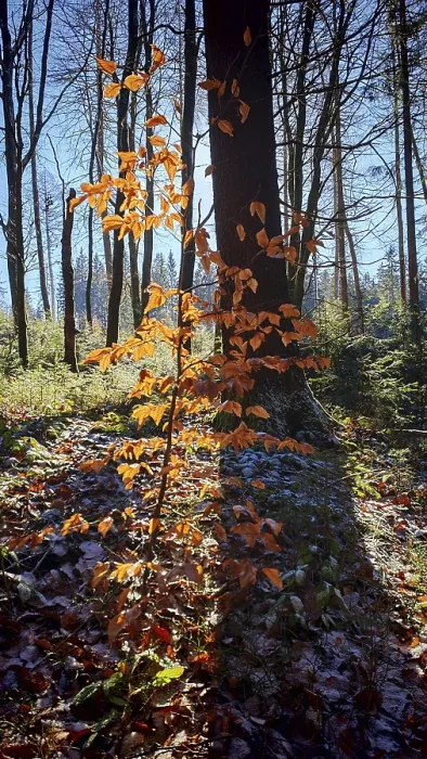 Framed Print : Single tree with orange leaves in sunlight in the forest Framed Print : Single tree with orange leaves in sunlight in the forest