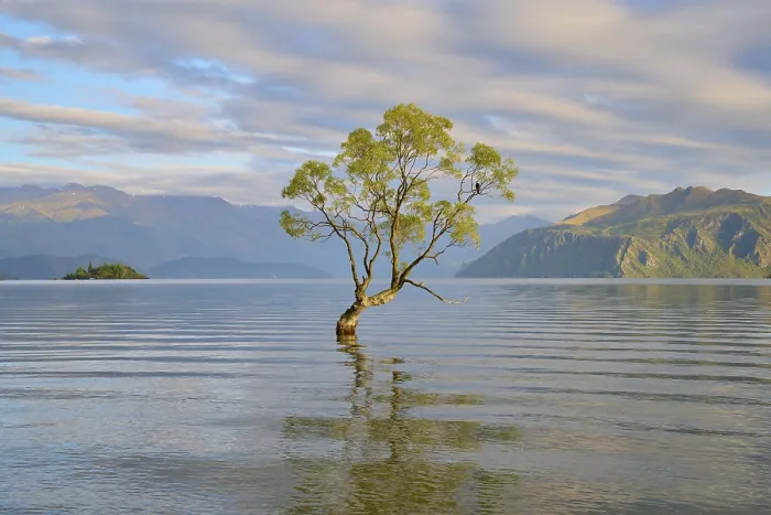 Framed Print : Single tree reflected in the calm waters of a lake Framed Print : Single tree reflected in the calm waters of a lake