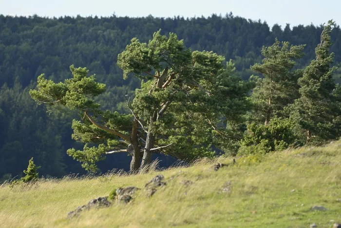 Framed Print : A single tree on a slightly hilly landscape with a green forest in the background
