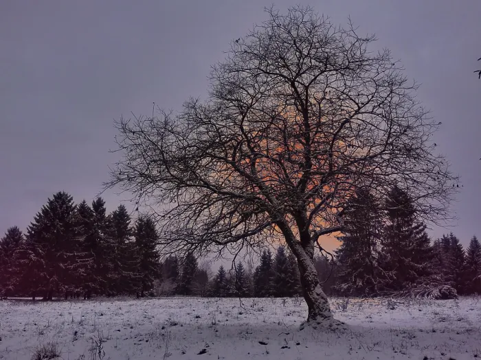 Framed Print : A single tree stands in a snowy landscape in front of a forest at sunset