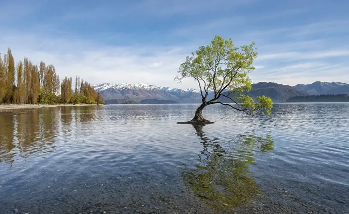 Framed Print : Single tree stands in water, Wanaka Lake