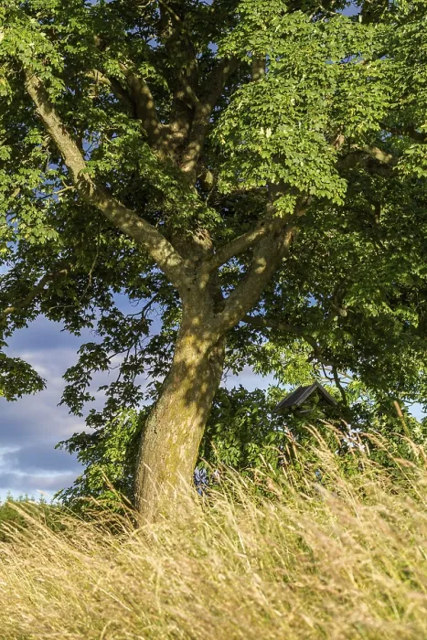 Framed Print : Single tree in a summer meadow in the Selketal Harz Mountains