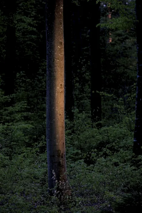 Framed Print : A single tree trunk illuminated by dim light in a dense forest Framed Print : A single tree trunk illuminated by dim light in a dense forest