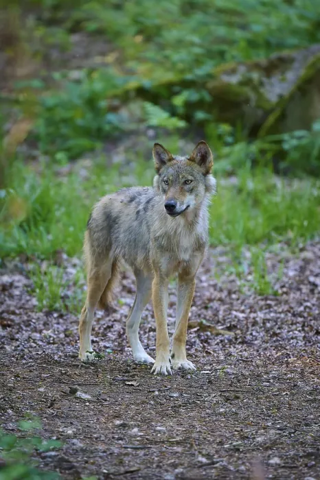 Framed Print : A single wolf stands alert in a sparse forest Framed Print : A single wolf stands alert in a sparse forest