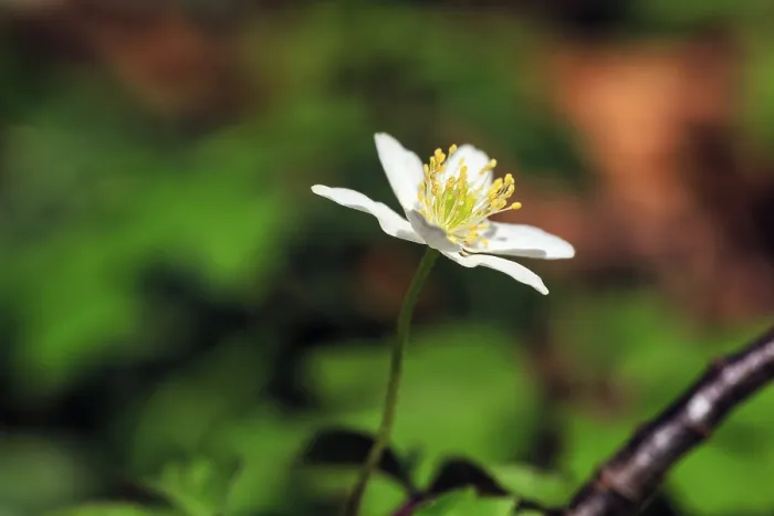Framed Print : Single wood anemone (Anemone nemorosa) on the forest floor Framed Print : Single wood anemone (Anemone nemorosa) on the forest floor