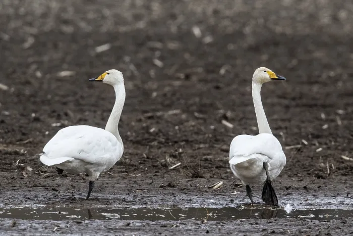 Framed Print : Singswans (Cygnus cygnus), Emsland Framed Print : Singswans (Cygnus cygnus), Emsland