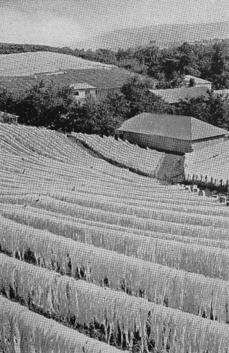Framed Print : Sisal for drying on a German farm in Deutsch-Ost