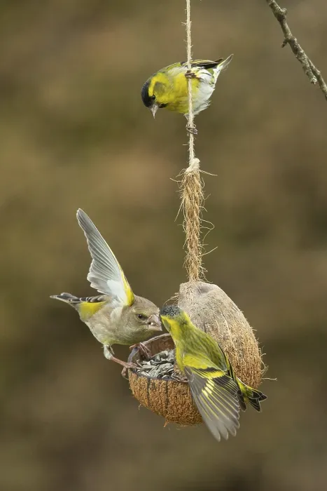 Framed Print : Siskin two birds with open wings hanging on feeding dish different looking and greenfinch with open wings looking right