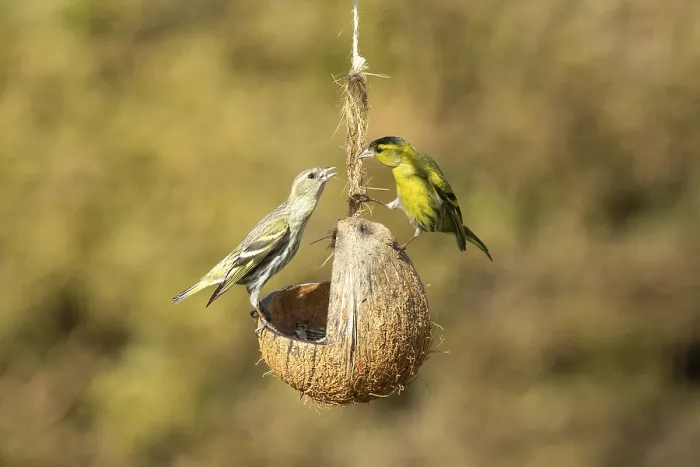 Framed Print : Siskin two birds standing on feeding dish facing each other
