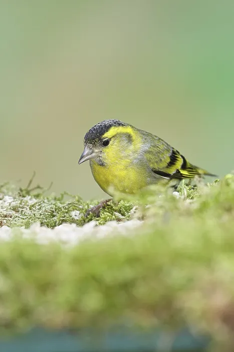 Framed Print : Siskin (Carduelis spinus), male sitting on moss