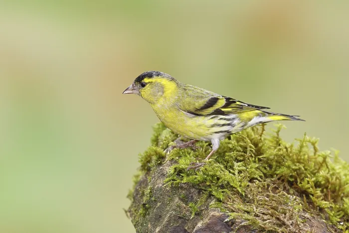 Framed Print : Siskin (Carduelis spinus), male sitting on a moss-covered stone