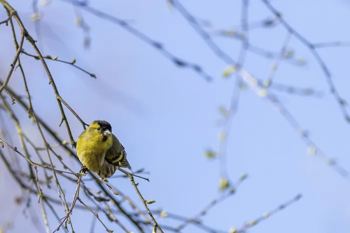 Framed Print : Siskin (Carduelis spinus) perched in a tree