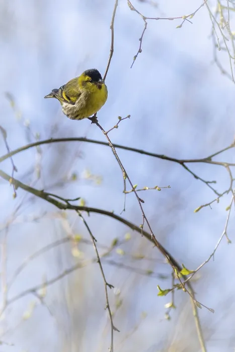 Framed Print : Siskin (Carduelis spinus) perched in a tree