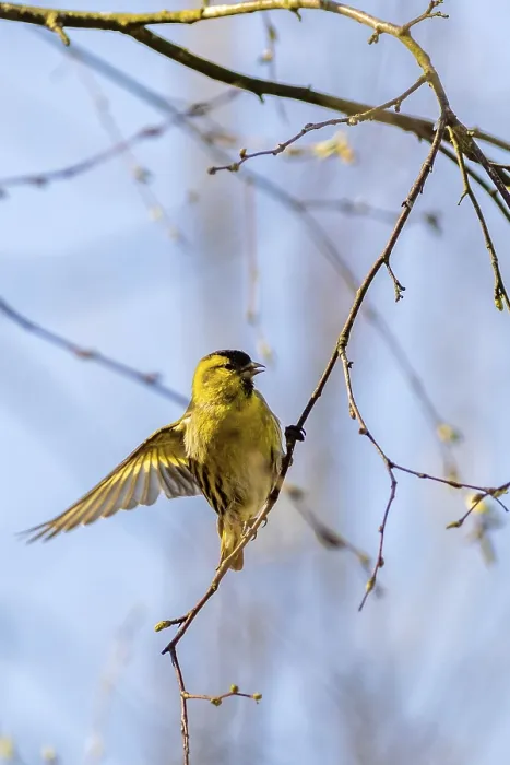 Framed Print : Siskin (Carduelis spinus) perched in a tree