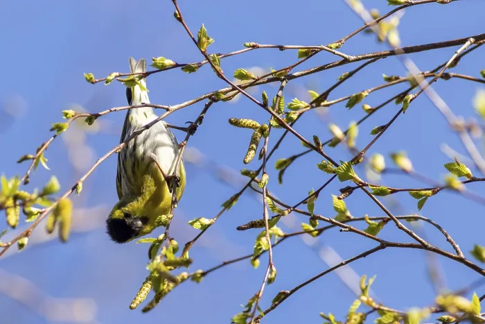 Framed Print : Siskin (Carduelis spinus) perched in a tree upside down