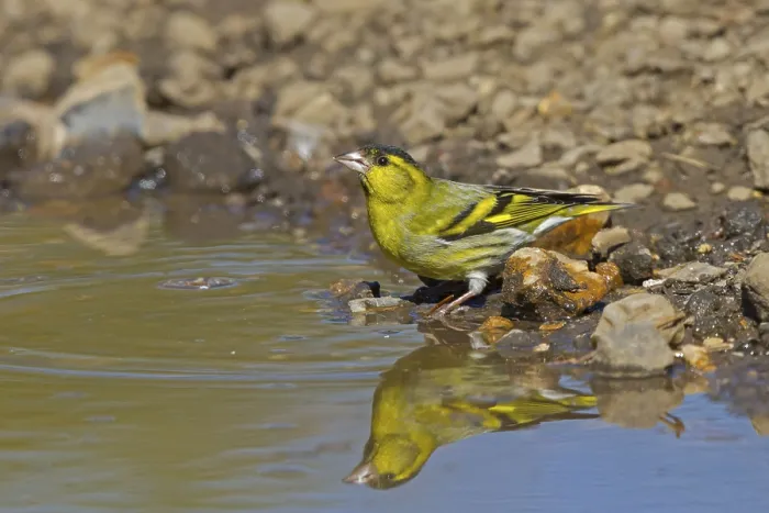 Framed Print : Siskin, eurasian siskins (Spinus spinus)