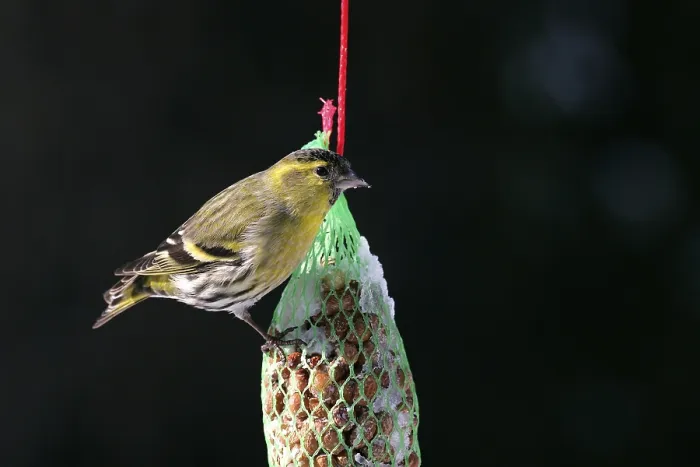 Framed Print : Siskin - male in Winter (Carduelis spinus) (Spinus spinus)