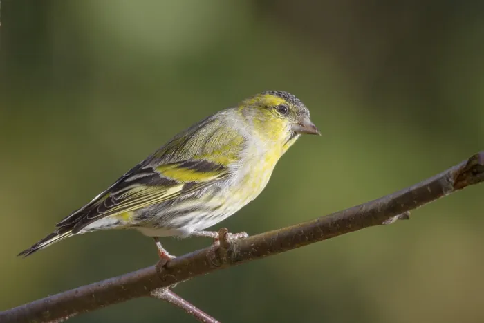 Framed Print : Siskin perched on a branch in the UK Framed Print : Siskin perched on a branch in the UK