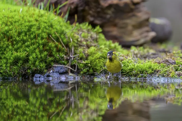 Framed Print : A siskin (Spinus spinus) drinks water and is reflected on the surface
