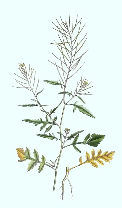 Framed Print : Sisymbrium irio, also known as the London rocket