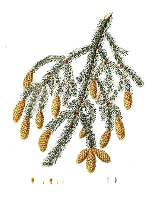 Framed Print : Sitka spruce, Picea sitchensis, Pinus Menziesii, Warted-branched fir, tree, digitally enhanced reproduction of an original by Aylmer Bourke Lambert (1761 - 1842), English botanist, published around 1810 Framed Print : Sitka spruce, Picea sitchensis, Pinus Menziesii, Warted-branched fir, tree, digitally enhanced reproduction of an original by Aylmer Bourke Lambert (1761 - 1842), English botanist, published around 1810
