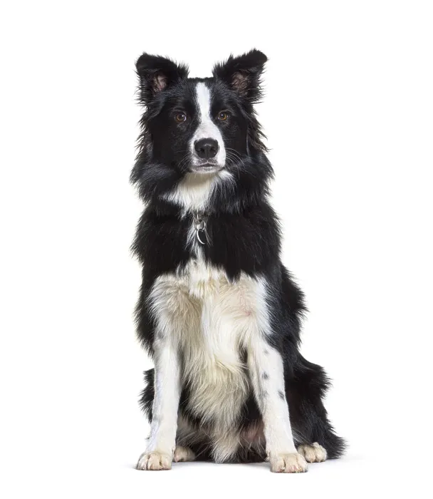 Framed Print : Sitting Border collie looking at the camera Framed Print : Sitting Border collie looking at the camera