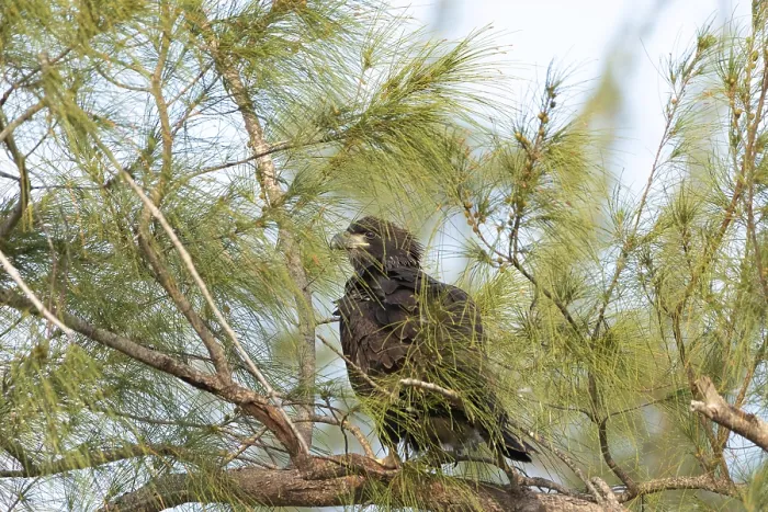 Framed Print : Sitting on a branch after leaving the nest Framed Print : Sitting on a branch after leaving the nest