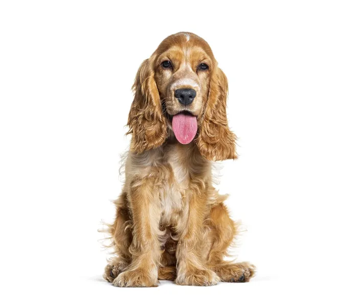 Framed Print : Sitting English cocker spaniel looking at the camera Framed Print : Sitting English cocker spaniel looking at the camera