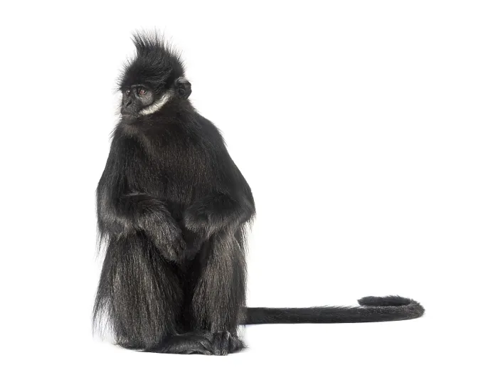 Framed Print : Sitting Francois langur looking away