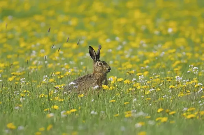 Framed Print : Sitting Hare (Lepus europaeus) in a flower meadow