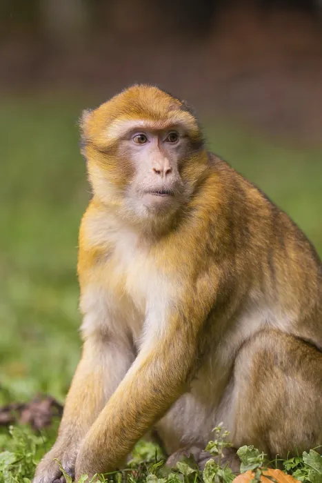 Framed Print : Sitting monkey with attentive gaze and detailed fur