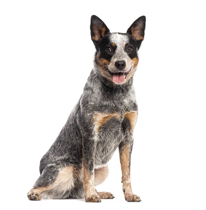 Framed Print : Sitting and panting Australian Cattle Dog looking at the camera