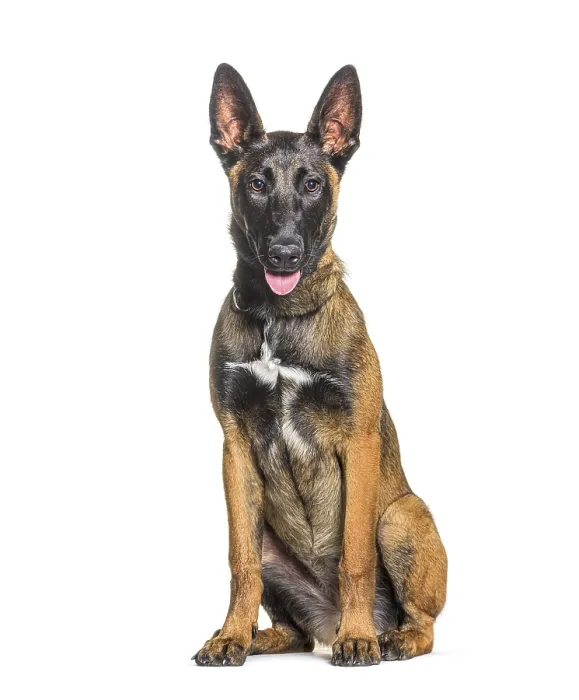 Framed Print : Sitting panting Malinois dog, Isolated on white