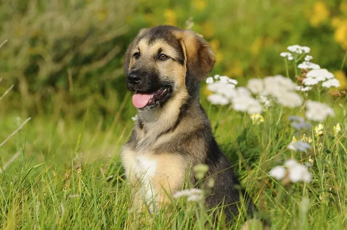 Framed Print : A sitting puppy on a flowery meadow Framed Print : A sitting puppy on a flowery meadow