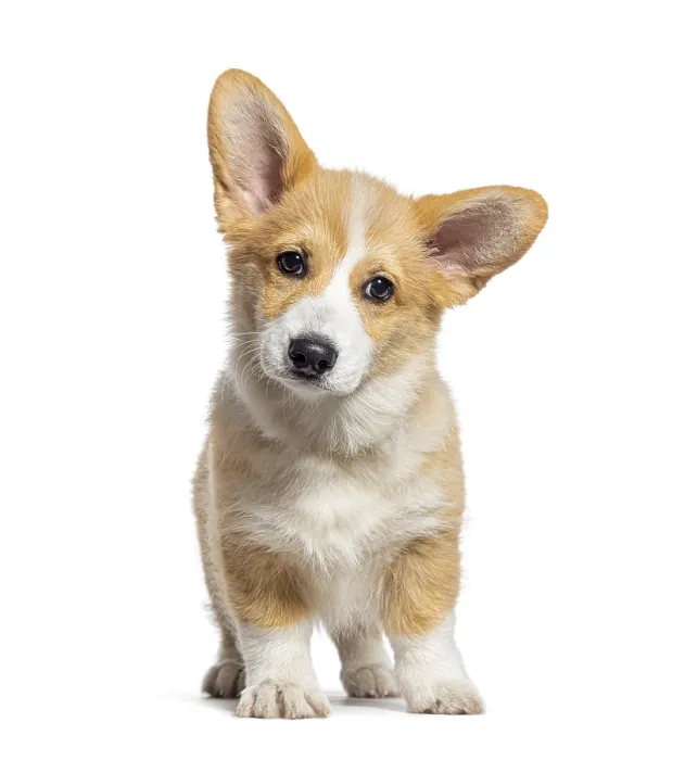 Framed Print : Sitting Puppy Welsh Corgi Pembroke looking at camera