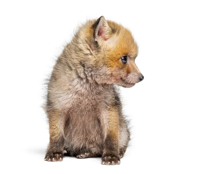 Framed Print : Sitting five weeks old Red fox cub looking away