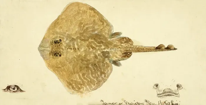 Framed Print : Skate (fish), Rajidae, skate, fish, reproduction of an original, by Frank Edward Clarke (b. 1849, d. 1899), ichthyologist and scientific draughtsman