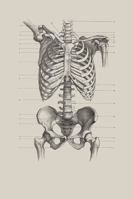 Framed Print : Skeletal torso, anatomical illustration Framed Print : Skeletal torso, anatomical illustration