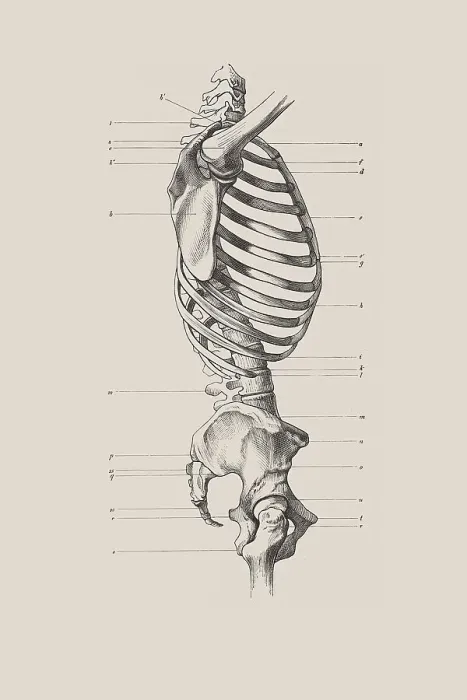 Framed Print : Skeletal torso, anatomical illustration