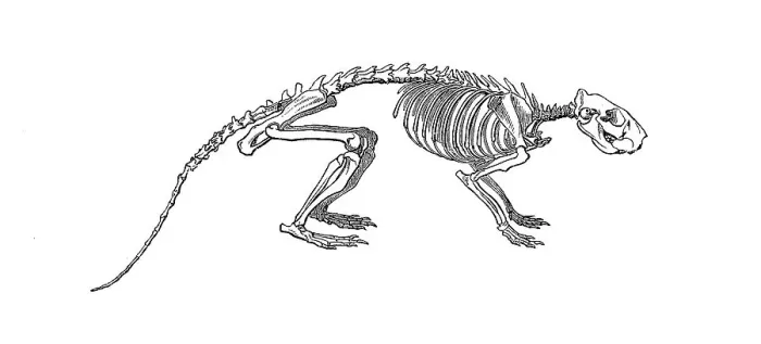 Framed Print : Skeleton of the cane rat