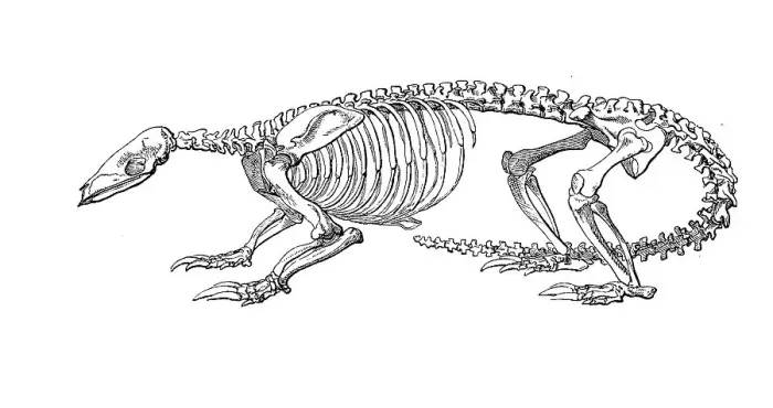 Framed Print : Skeleton of Chinese pangolin (Manis pentadactyla) Framed Print : Skeleton of Chinese pangolin (Manis pentadactyla)