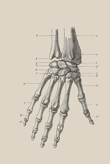 Framed Print : Skeleton of a hand, anatomical illustration Framed Print : Skeleton of a hand, anatomical illustration