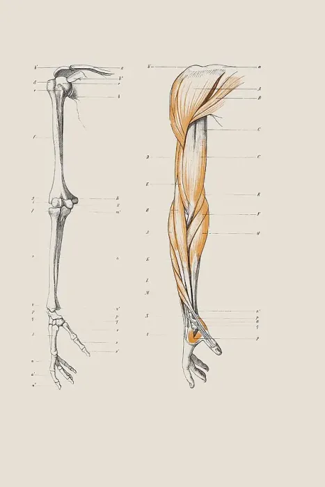 Framed Print : Skeleton of a human arm, anatomical illustration Framed Print : Skeleton of a human arm, anatomical illustration