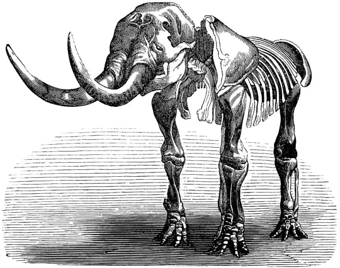 Framed Print : Skeleton of a Mastodon giganteum, palaeontology, lived from Oligocene to Pleistocene, family of proboscideans, extinct ancestor of the elephant, bones, skeleton, tusks, evolution, biology, historical illustration 1880