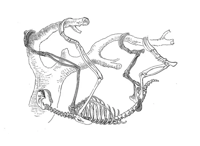 Framed Print : Skeleton of pale-throated sloth (Bradypus tridactylus) or Ai Framed Print : Skeleton of pale-throated sloth (Bradypus tridactylus) or Ai
