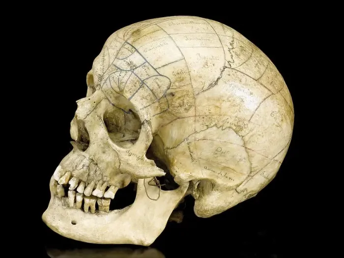 Framed Print : Skeleton with phrenological skull Framed Print : Skeleton with phrenological skull