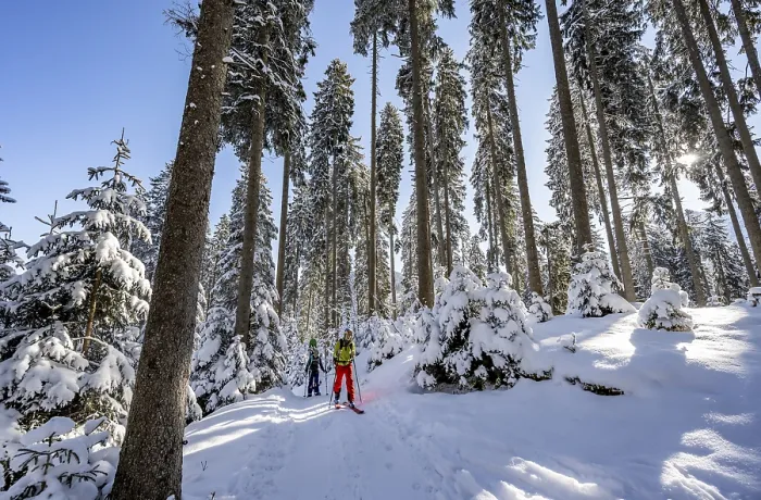 Framed Print : Ski tourers and snowshoe hikers in a snowy winter forest